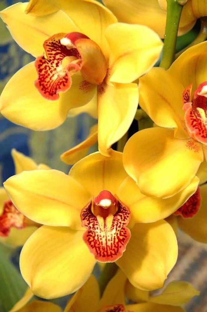 Las flores y los sentimientos que reflejan.