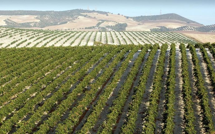 Panorámica de los viñedos de Barbadillo