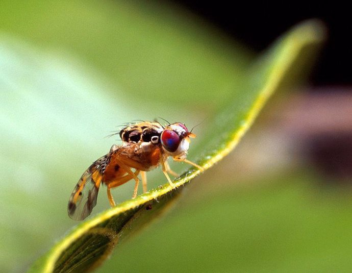 Mosca de la fruta mediterránea