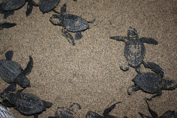 Ejemplares de tortugas 'boba' 
