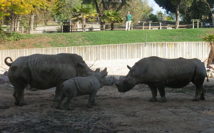 Rinoceronte Cronos, Zoo Madrid
