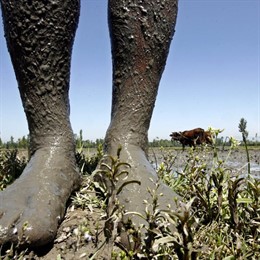 cambio climático y agricultura
