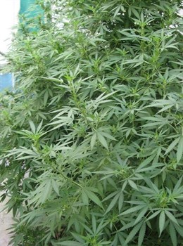 planta marihuana