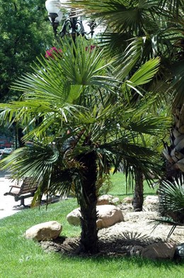Palmera en jardín.