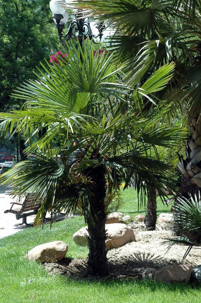 Palmera en jardín.