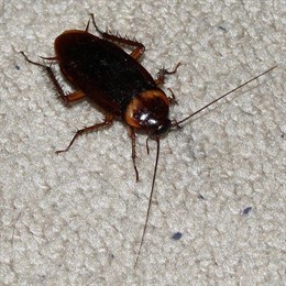 Cucaracha