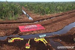 Greenpeace en Indonesia