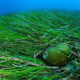 Pradera de 'Cymodocea nodosa' en la costa de Almería