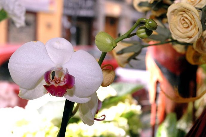 Orquídeas.