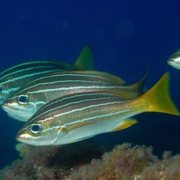 Las modificaciones en el clima afectan a la vida en los oceanos