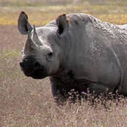 Rinoceronte