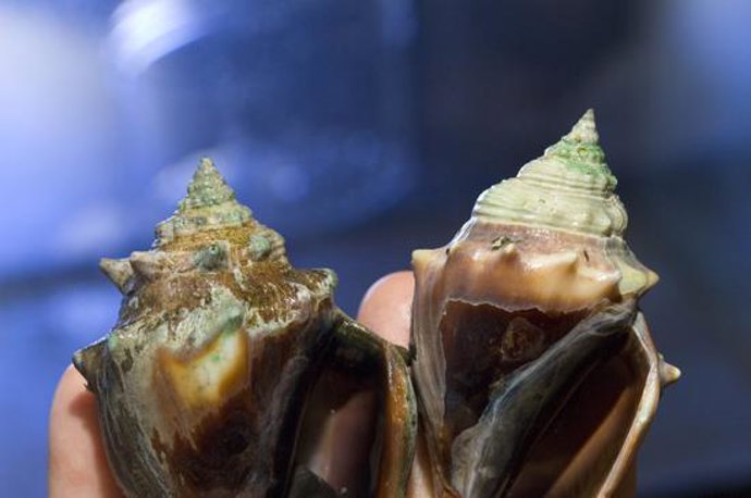 Conchas marinas