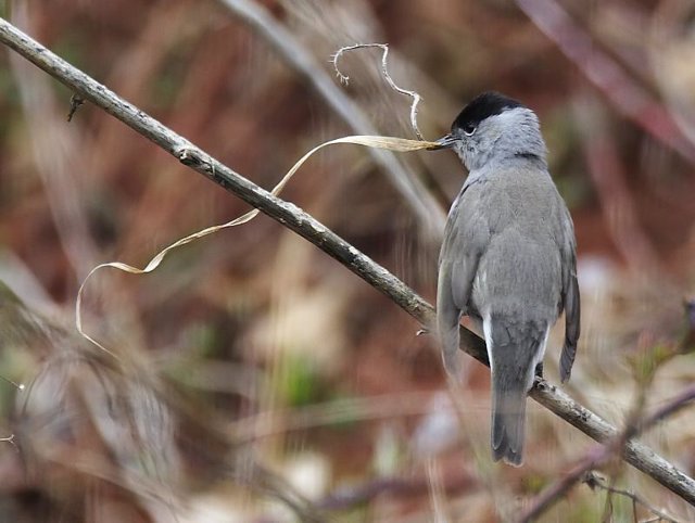 pájaro
