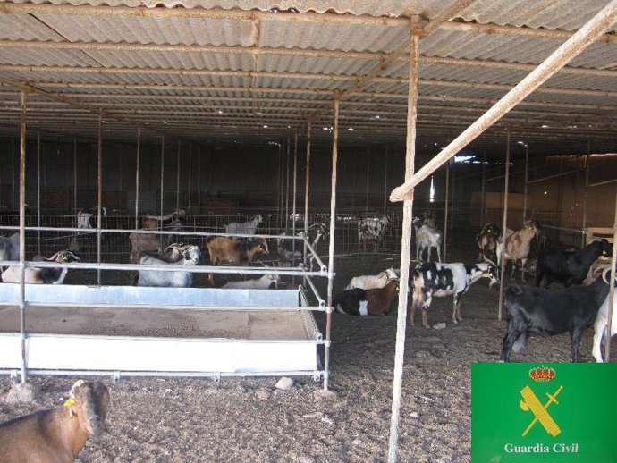 La Guardia Civil detiene a tres hombres por un delito de extorsión y robo contin