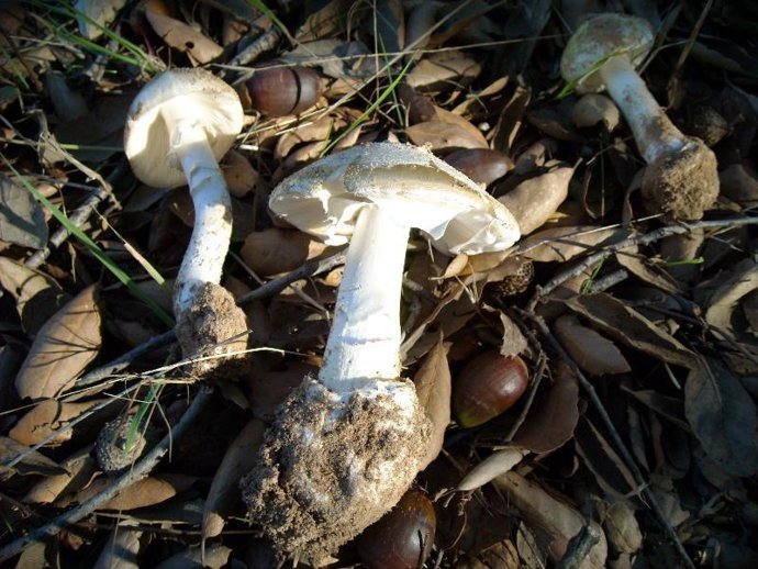 'Amanita phalloides', una de las especies mortales