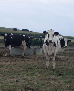 Vacas de Cantabria