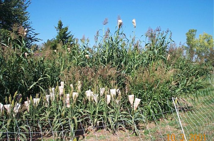 Sorgo