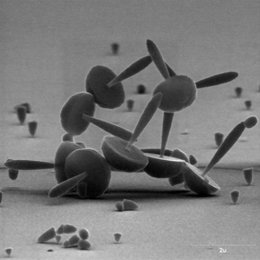 Revuelto de champiñones