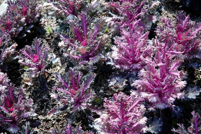 Los jardines y el invierno.