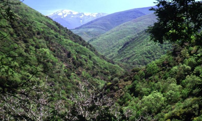 Paisaje forestal