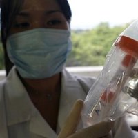 La gripe A se extiende por los campos de China