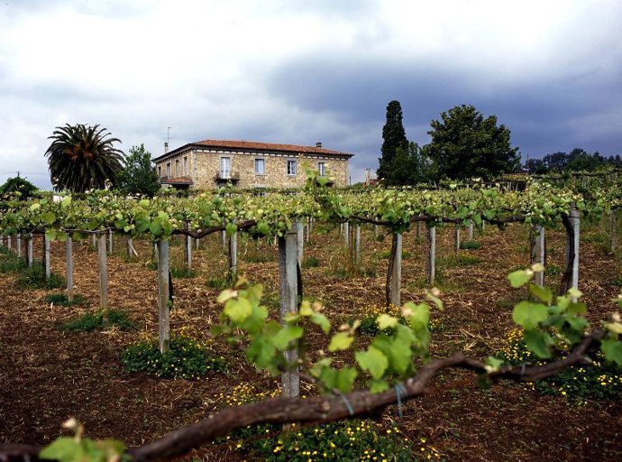 Viñedos de Ribeiro
