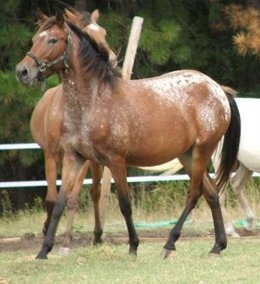 Caballo español