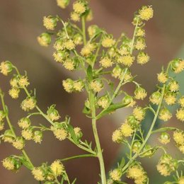 Artemisia, planta, malaria