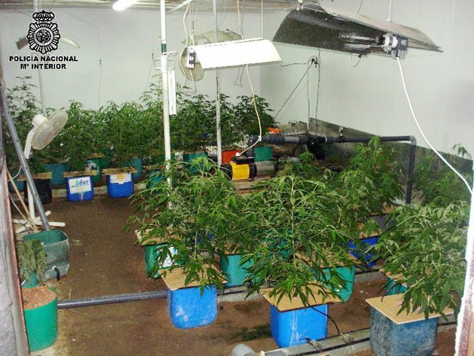 Parte del laboratorio de cannabis