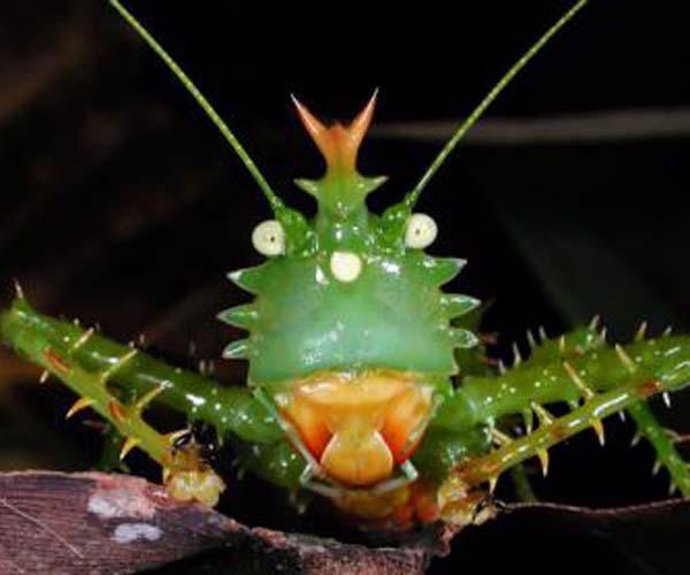 Insecto del Parque Nacional Yasuni