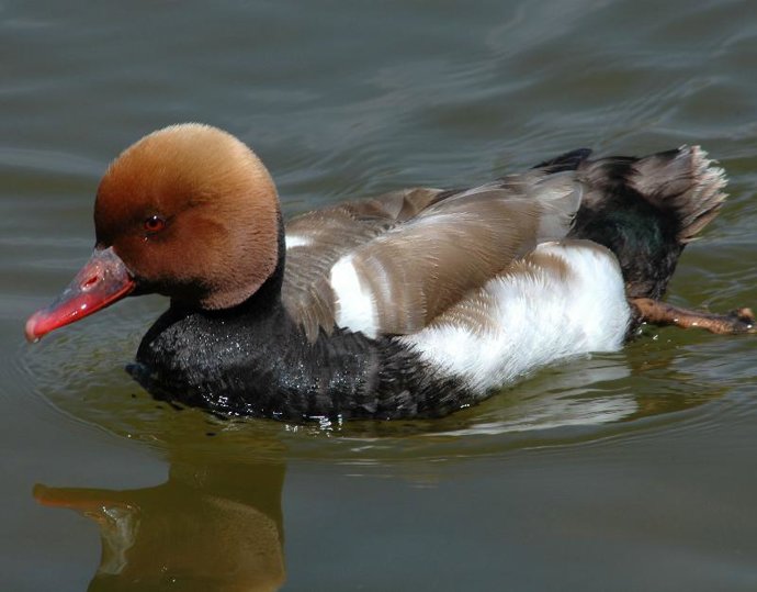 Pato Colorado Humedales