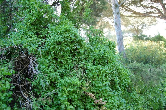Imagen de la planta invasora en La Barrosa