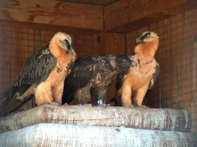 pájaros