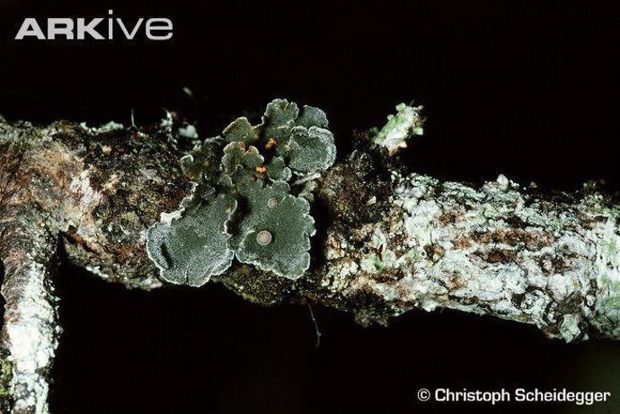 Erioderma Pedicellatum, especie del día en peligro crítico de la Lista Roja de l