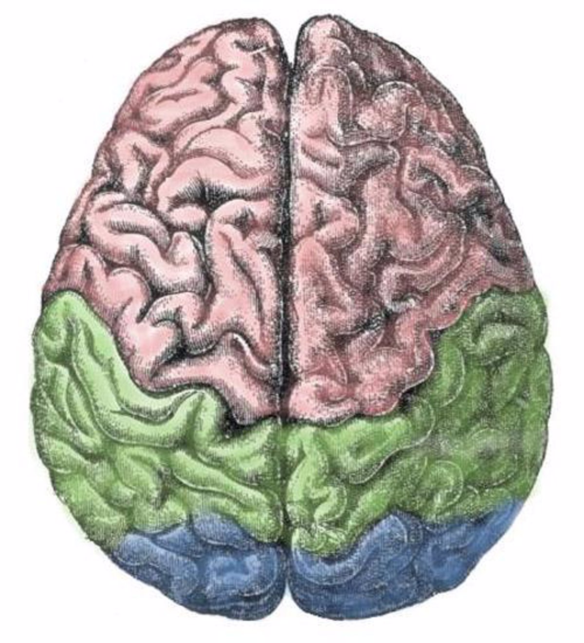 anomal-as-en-la-estructura-cerebral-vinculadas-con-s-ntomas-de