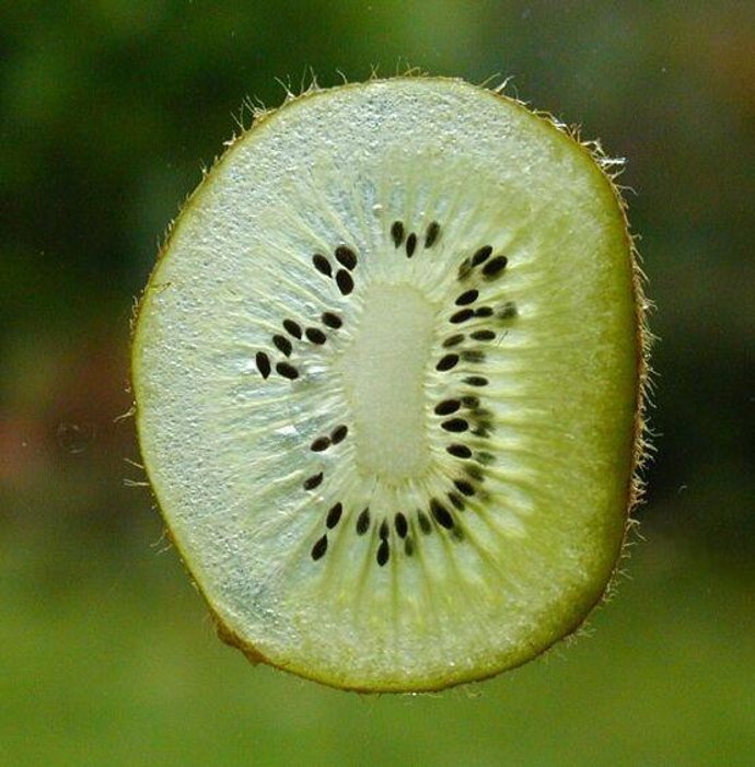 Kiwi