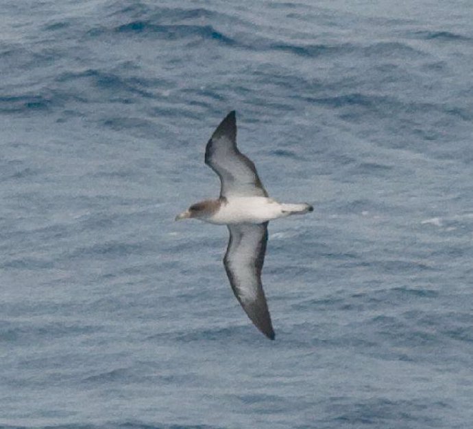 Gaviota, Ave Marina, Pájaro