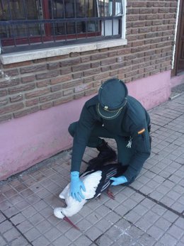 La Guardia Civil Rescata Una Cigüeña Accidentada En Soria.