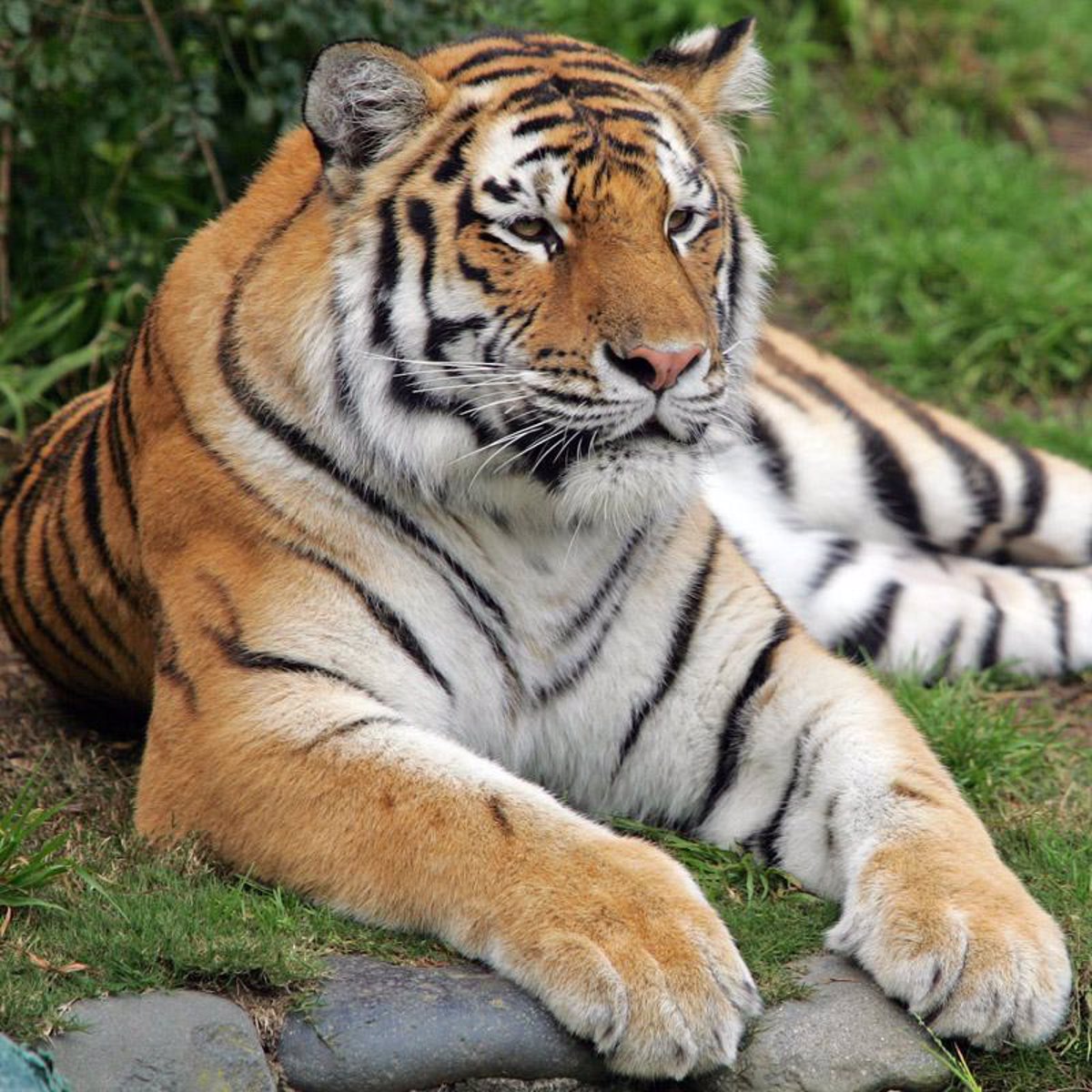 Descubren a los antepasados del tigre que demuestran que esta especie es la  más antigua de los felinos