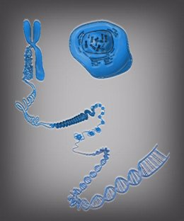 ADN, Cromosoma, Célula