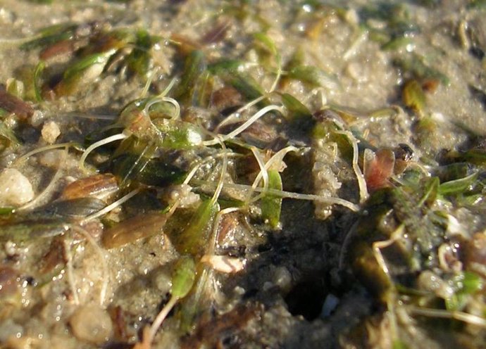 Halophila Becarri, una planta subacuática en situación vulnerable