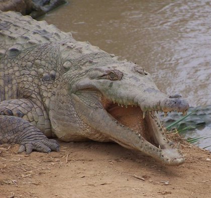 La Fundación Biodiversidad invertirá más de  euros para salvar de la  extinción al cocodrilo del Orinoco