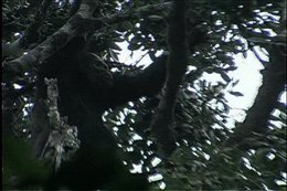 Gorila cruzador de ríos