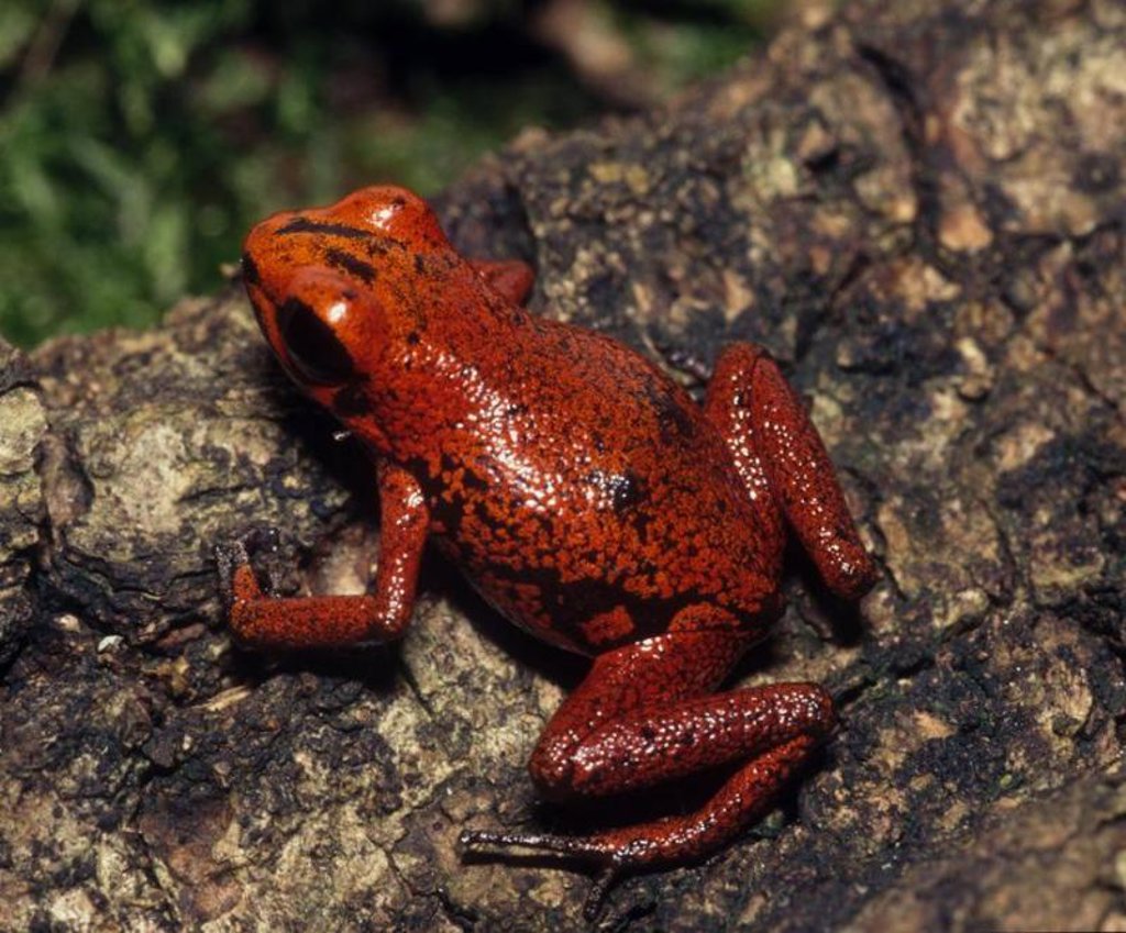El sapito rojo del Yapacana, en 