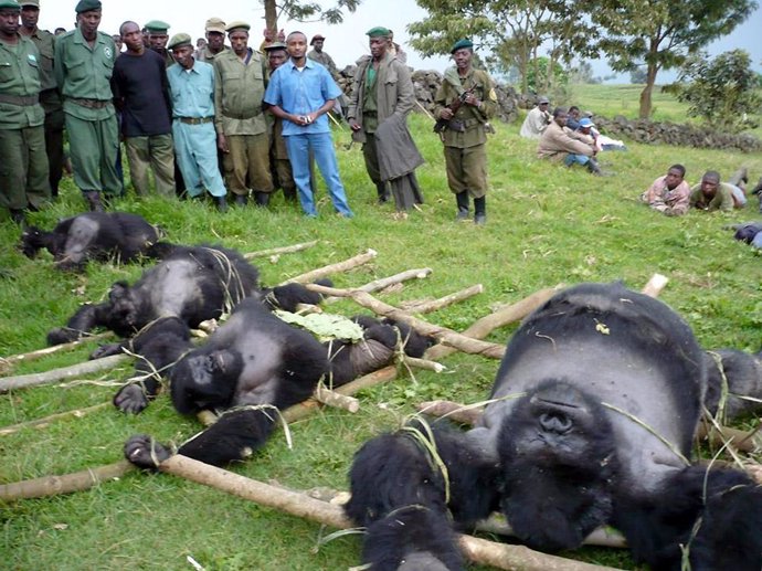 Gorilas de montaña muertos