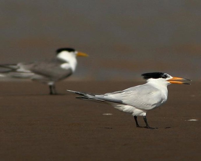 Golondrina del mar crestada china, especie en peligro crítico de extinción