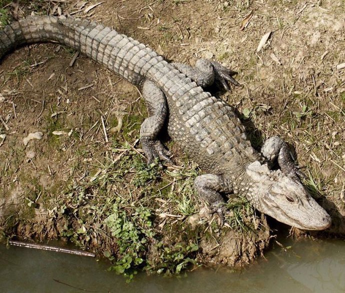 El caimán chino está en peligro crítico de extinción; quedan unos 150 ejemplares