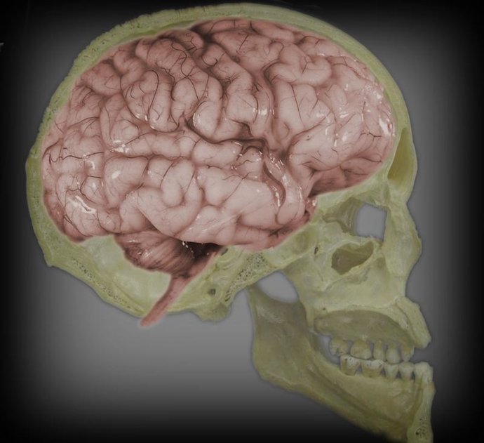 cerebro, craneo