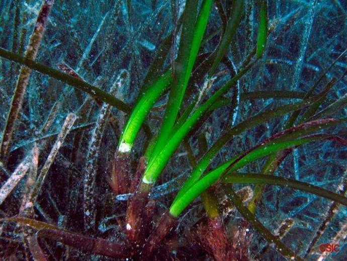 Posidonia, Algas, Fondo Marino
