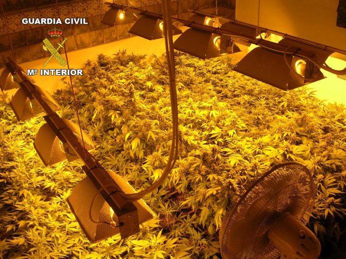 Marihuana intervenida